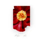 عطر زارا بلغاريان روز للنساء