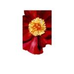 عطر زارا بلغاريان روز للنساء