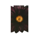 عطر زارا جاسمين مسك للنساء